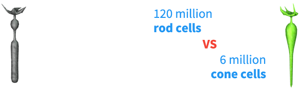 diagram of the rods in human eye